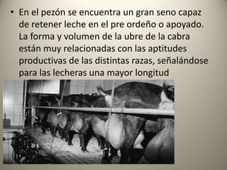 • En el pezón se encuentra un gran seno capaz
de retener leche en el pre ordeño o apoyado.
La forma y volumen de la ubre de la cabra
están muy relacionadas con las aptitudes
productivas de las distintas razas, señalándose
para las lecheras una mayor longitud
 