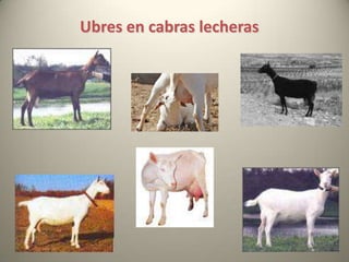 Ubres en cabras lecheras
 