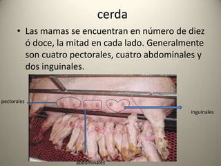 cerda
• Las mamas se encuentran en número de diez
ó doce, la mitad en cada lado. Generalmente
son cuatro pectorales, cuatro abdominales y
dos inguinales.
pectorales
abdominales
inguinales
 