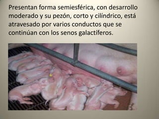 Presentan forma semiesférica, con desarrollo
moderado y su pezón, corto y cilíndrico, está
atravesado por varios conductos que se
continúan con los senos galactíferos.
 