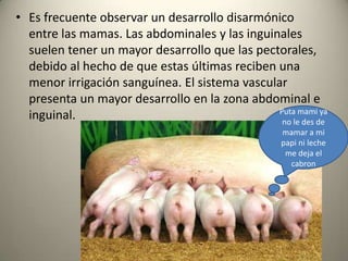 • Es frecuente observar un desarrollo disarmónico
entre las mamas. Las abdominales y las inguinales
suelen tener un mayor desarrollo que las pectorales,
debido al hecho de que estas últimas reciben una
menor irrigación sanguínea. El sistema vascular
presenta un mayor desarrollo en la zona abdominal e
inguinal. Puta mami ya
no le des de
mamar a mi
papi ni leche
me deja el
cabron
 
