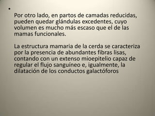 •
Por otro lado, en partos de camadas reducidas,
pueden quedar glándulas excedentes, cuyo
volumen es mucho más escaso que el de las
mamas funcionales.
La estructura mamaria de la cerda se caracteriza
por la presencia de abundantes fibras lisas,
contando con un extenso mioepitelio capaz de
regular el flujo sanguíneo e, igualmente, la
dilatación de los conductos galactóforos
 