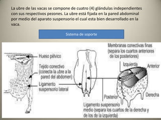 La ubre de las vacas se compone de cuatro (4) glándulas independientes
con sus respectivos pezones. La ubre está fijada en la pared abdominal
por medio del aparato suspensorio el cual esta bien desarrollado en la
vaca.
Sistema de soporte
 