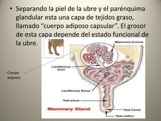 • Separando la piel de la ubre y el parénquima
glandular esta una capa de tejidos graso,
llamado “cuerpo adiposo capsular”. El grosor
de esta capa depende del estado funcional de
la ubre.
Cuerpo
adiposo
 