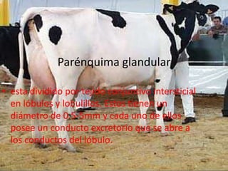 Parénquima glandular
• esta dividido por tejido conjuntivo intersticial
en lóbulos y lobulillos. Estos tienen un
diámetro de 0.5-5mm y cada uno de ellos
posee un conducto excretorio que se abre a
los conductos del lóbulo.
 