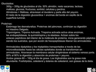 Glucósidos: 
300g – 350g de glucósidos al día. 50% almidón, resto sacarosa, lactosa, 
maltosa, glucosa, fructuosa, sorbitol, celulosa y pectina. 
Almidones > Maltosa, atraviesan el duodeno y parte alta del yeyuno. 
El resto de la digestión glucosídica > enzimas del borde en cepillo de la 
superficie luminal. 
Proteínas: 
Estómago las desnaturaliza. Proteínas del páncreas, continúan su digestión 
en Intestino Delgado. 
Tripsinógeno, Tripsina Activada. Trispsina activada activa otras enzimas, 
las endopeptidasas, la quimiotrispina y la elastasa. Actúan sobre los 
enlaces peptídicos del interior de la molécula de proteína, inicia generando péptidos 
siendo los sustratos, que por acción de hexopeptidasas liberan los aminoácidos. 
Aminoácidos dipéptidos y los tripéptidos transportados a través de las 
microvellosidades hasta las células epiteliales donde se transforman en 
aminoácidos. Atraviesan la membrana celular dirigiéndose al sistema venoso porta. 
80% al 90% la digestión y absorción de proteínas > yeyuno. 
Ácidos grasos 60 – 100g al día de grasa. Los triglicéridos son la grasa más 
abundante. Fosfolípidos, colesterol y ésteres de colesterol, son grasas de la dieta. 
 