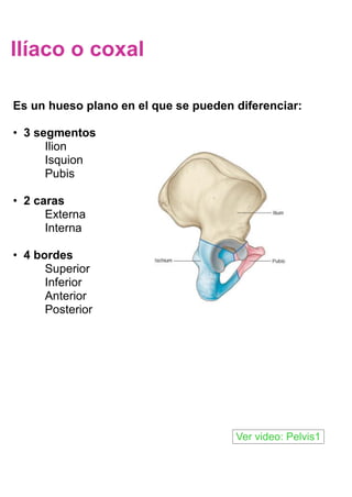 Es un hueso plano en el que se pueden diferenciar:
• 3 segmentos
Ilion
Isquion
Pubis
• 2 caras
Externa
Interna
• 4 bordes
Superior
Inferior
Anterior
Posterior
Ver video: Pelvis1
Ilíaco o coxal