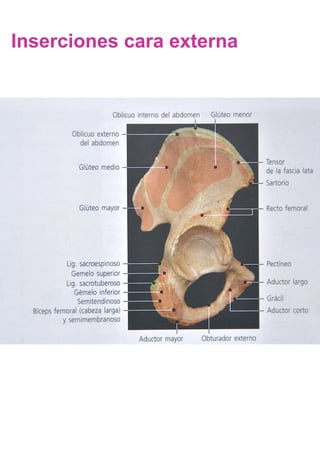 Inserciones cara externa