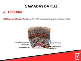 ✔ EPIDERME
CAMADAS DA PELE
❑Células de Merkel: Sua função está relacionada aos estímulos táteis
 