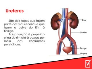 Ureteres
São dois tubos que fazem
parte das vias urinárias e que
ligam a pelve do Rim à
Bexiga.
A sua função é propelir a
urina do rim até à bexiga por
meio das contrações
peristálticas.
 