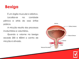 Bexiga
É um órgão muscular e elástico.
Localiza-se na cavidade
pélvica e atrás do osso sínfise
púbica.
A micção resulta dos processos
involuntários e voluntários.
Quando o volume na bexiga
excede 200 e 400ml o centro de
micção é ativado.
 