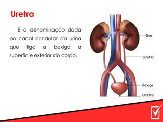 Uretra
É a denominação dada
ao canal condutor da urina
que liga a bexiga a
superficie exterior do corpo.
 