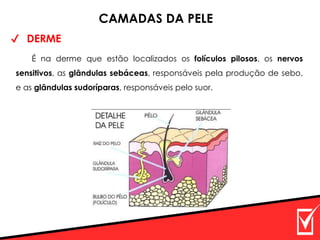 ✔ DERME
CAMADAS DA PELE
É na derme que estão localizados os folículos pilosos, os nervos
sensitivos, as glândulas sebáceas, responsáveis pela produção de sebo,
e as glândulas sudoríparas, responsáveis pelo suor.
 