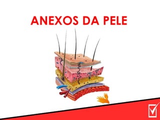 ANEXOS DA PELE
 