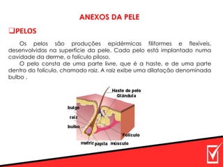 ❑PELOS
ANEXOS DA PELE
Os pelos são produções epidérmicas filiformes e flexíveis,
desenvolvidas na superfície da pele. Cada pelo está implantado numa
cavidade da derme, o folículo piloso.
O pelo consta de uma parte livre, que é a haste, e de uma parte
dentro do folículo, chamado raiz. A raiz exibe uma dilatação denominada
bulbo .
 