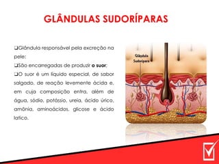 GLÂNDULAS SUDORÍPARAS
❑Glândula responsável pela excreção na
pele:
❑São encarregadas de produzir o suor;
❑O suor é um líquido especial, de sabor
salgado, de reação levemente ácida e,
em cuja composição entra, além de
água, sódio, potássio, ureia, ácido úrico,
amônia, aminoácidos, glicose e ácido
latico.
 