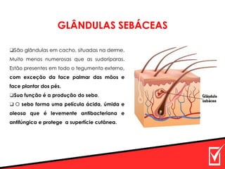 GLÂNDULAS SEBÁCEAS
❑São glândulas em cacho, situadas na derme.
Muito menos numerosas que as sudoríparas.
Estão presentes em todo o tegumento externo,
com exceção da face palmar das mãos e
face plantar dos pés.
❑Sua função é a produção do sebo,
❑ O sebo forma uma película ácida, úmida e
oleosa que é levemente antibacteriana e
antifúngica e protege a superfície cutânea.
 