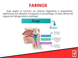 Esse órgão é comum ao sistema digestório e respiratório,
abrindo-se em direção à traqueia e ao esôfago. O bolo alimentar
segue da faringe para o esôfago
FARINGE
 