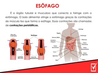 É o órgão tubular e musculoso que conecta a faringe com o
estômago. O bolo alimentar atinge o estômago graças às contrações
do músculo liso que forma o esôfago. Essas contrações são chamadas
de contrações peristálticas.
ESÔFAGO
 