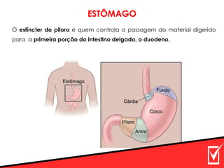 O esfíncter do piloro é quem controla a passagem do material digerido
para a primeira porção do intestino delgado, o duodeno.
ESTÔMAGO
 