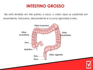 Ele está dividido em três partes: o ceco, o cólon (que se subdivide em
ascendente, transverso, descendente e a curva sigmoide) e reto.
INTESTINO GROSSO
 