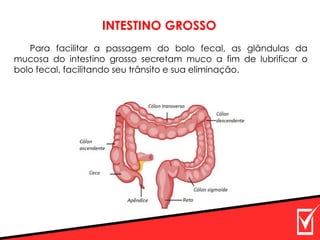 Para facilitar a passagem do bolo fecal, as glândulas da
mucosa do intestino grosso secretam muco a fim de lubrificar o
bolo fecal, facilitando seu trânsito e sua eliminação.
INTESTINO GROSSO
 