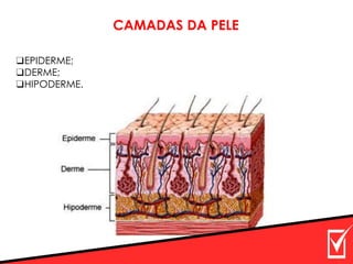❑EPIDERME;
❑DERME;
❑HIPODERME.
CAMADAS DA PELE
 