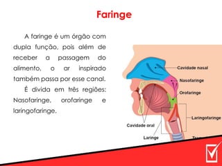 A faringe é um órgão com
dupla função, pois além de
receber a passagem do
alimento, o ar inspirado
também passa por esse canal.
É divida em três regiões:
Nasofaringe, orofaringe e
laringofaringe.
Faringe
 