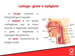 A laringe conecta a
laringofaringe à traqueia;
A epiglote é um tecido
cartilaginosa que se move
durante a deglutição, fechando
a glote e impedindo a
passagem de alimentos;
Na glote, encontram-se as
pregas vocais.
Laringe, glote e epliglote
 
