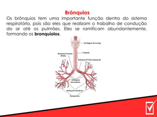 Brônquios
Os brônquios tem uma importante função dentro do sistema
respiratório, pois são eles que realizam o trabalho de condução
do ar até os pulmões. Eles se ramificam abundantemente,
formando os bronquíolos.
 