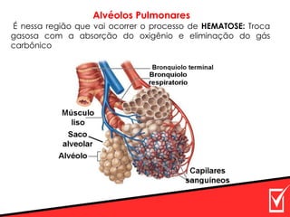 Alvéolos Pulmonares
É nessa região que vai ocorrer o processo de HEMATOSE: Troca
gasosa com a absorção do oxigênio e eliminação do gás
carbônico
 