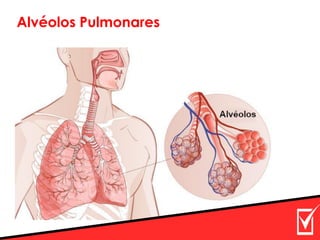 Alvéolos Pulmonares
 