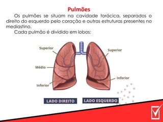 Pulmões
Os pulmões se situam na cavidade torácica, separados o
direito do esquerdo pelo coração e outras estruturas presentes no
mediastino.
Cada pulmão é dividido em lobos:
 