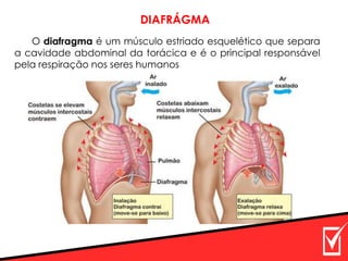 DIAFRÁGMA
O diafragma é um músculo estriado esquelético que separa
a cavidade abdominal da torácica e é o principal responsável
pela respiração nos seres humanos
 