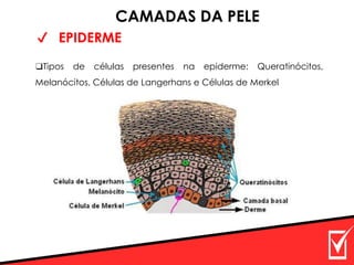 ✔ EPIDERME
CAMADAS DA PELE
❑Tipos de células presentes na epiderme: Queratinócitos,
Melanócitos, Células de Langerhans e Células de Merkel
 