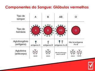 Componentes do Sangue: Glóbulos vermelhos
 