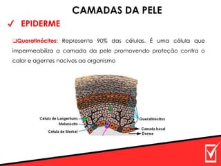 ✔ EPIDERME
CAMADAS DA PELE
❑Queratinócitos: Representa 90% das células. É uma célula que
impermeabiliza a camada da pele promovendo proteção contra o
calor e agentes nocivos ao organismo
 