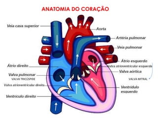 ANATOMIA DO CORAÇÃO
VALVA TRICÚSPIDE VALVA MITRAL
 