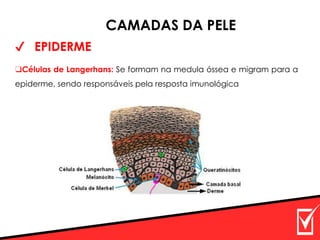 ✔ EPIDERME
CAMADAS DA PELE
❑Células de Langerhans: Se formam na medula óssea e migram para a
epiderme, sendo responsáveis pela resposta imunológica
 