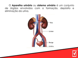 O Aparelho urinário ou sistema urinário é um conjunto
de órgãos envolvidos com a formação, depósito e
eliminação da urina.
 