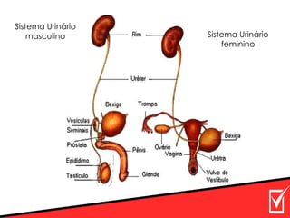 Sistema Urinário
masculino Sistema Urinário
feminino
 