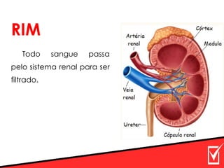 RIM
Todo sangue passa
pelo sistema renal para ser
filtrado.
 