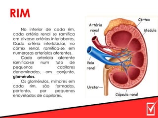No interior de cada rim,
cada artéria renal se ramifica
em diversa artérias interlobares.
Cada artéria interlobular, no
córtex renal, ramifica-se em
numerosas arteríolas aferentes.
Cada arteríola aferente
ramifica-se num tufo de
pequenos capilares
denominados, em conjunto,
glomérulos.
Os glomérulos, milhares em
cada rim, são formados,
portanto, por pequenos
enovelados de capilares.
RIM
 