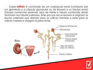 Cada néfron é constituído de um corpúsculo renal (composto por
um glomérulo e a cápsula glomerular ou de Bowan) e os túbulos renais
(túbulos contorcido proximal, alça de Henle e túbulo contorcido distais
terminam nos túbulos coletores. Estes por sua vez se reúnem e originam os
ductos coletores que drenam para os cálices menores e estes para os
cálices maiores e chegam à pelve renal.
 