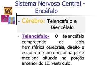  Cérebro: Telencéfalo e
Diencéfalo
 Telencéfalo- O telencéfalo
compreende os dois
hemisférios cerebrais, direito e
esquerdo e uma pequena parte
mediana situada na porção
anterior do III ventrículo.
Sistema Nervoso Central -
Encéfalo
 