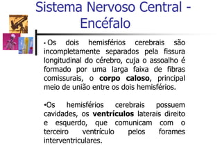 Sistema Nervoso Central -
Encéfalo
• Os dois hemisférios cerebrais são
incompletamente separados pela fissura
longitudinal do cérebro, cuja o assoalho é
formado por uma larga faixa de fibras
comissurais, o corpo caloso, principal
meio de união entre os dois hemisférios.
•Os hemisférios cerebrais possuem
cavidades, os ventrículos laterais direito
e esquerdo, que comunicam com o
terceiro ventrículo pelos forames
interventriculares.
 