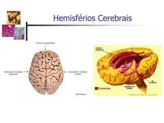Hemisférios Cerebrais
 