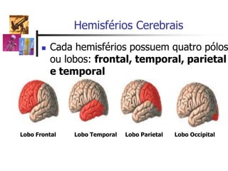  Cada hemisférios possuem quatro pólos
ou lobos: frontal, temporal, parietal
e temporal
Hemisférios Cerebrais
Lobo Frontal Lobo Temporal Lobo Parietal Lobo Occipital
 