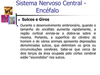  Sulcos e Giros
 Durante o desenvolvimento embrionário, quando o
tamanho do encéfalo aumenta rapidamente, a
região cortical enrola-se e dobra-se sobre si
mesma. Portanto, a superfície do cérebro do
homem e de vários animais apresenta depressões
denominadas sulcos, que delimitam os giros ou
circunvoluções cerebrais. Sabe-se que cerca de
dois terços da área ocupada pelo córtex cerebral
estão “escondidos” nos sulcos.
Sistema Nervoso Central -
Encéfalo
 