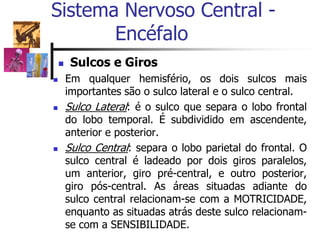  Sulcos e Giros
 Em qualquer hemisfério, os dois sulcos mais
importantes são o sulco lateral e o sulco central.
 Sulco Lateral: é o sulco que separa o lobo frontal
do lobo temporal. É subdividido em ascendente,
anterior e posterior.
 Sulco Central: separa o lobo parietal do frontal. O
sulco central é ladeado por dois giros paralelos,
um anterior, giro pré-central, e outro posterior,
giro pós-central. As áreas situadas adiante do
sulco central relacionam-se com a MOTRICIDADE,
enquanto as situadas atrás deste sulco relacionam-
se com a SENSIBILIDADE.
Sistema Nervoso Central -
Encéfalo
 